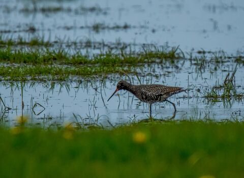 A spotted redshank in its black summer plumage, walking through shallow water in a muddy marsh