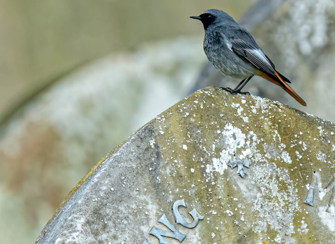 Black redstart