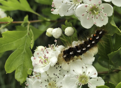 A fully-grown brown-tail moth caterpillar, covered in long, brown irritating hairs