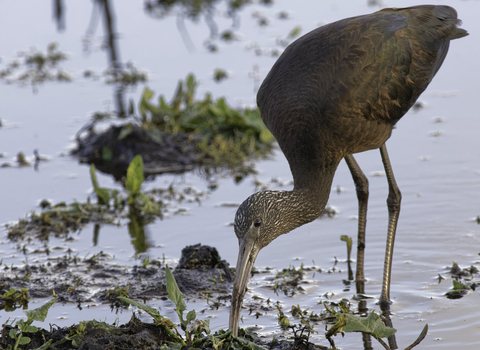 A glossy ibis probing a muddy pool margin with its beak