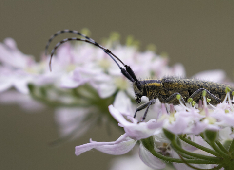 A golden-bloomed grey longhorn beetle resting on a pink flowerhead