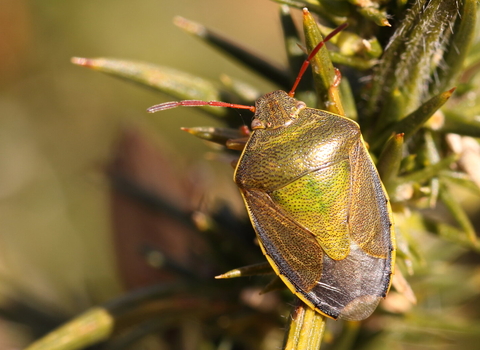 A gorse shieldbug standing on a gorse bush. IT's a green shieldbug with red antennae and yellow sides to the abdomen