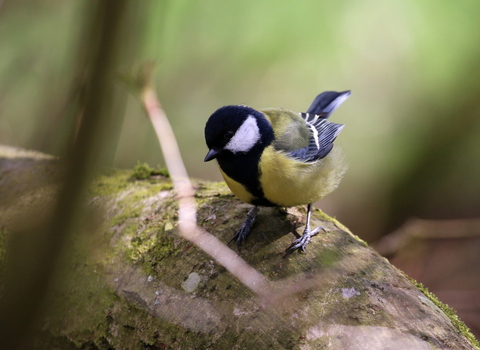 great tit