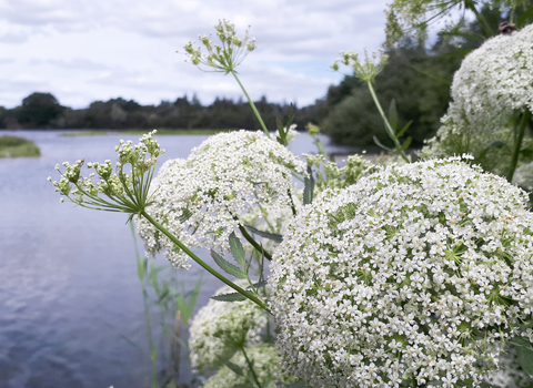 Greater water parsnip