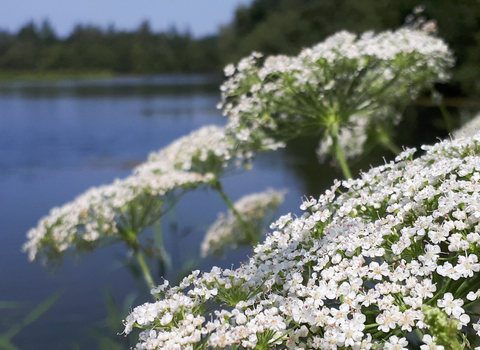 Greater water parsnip
