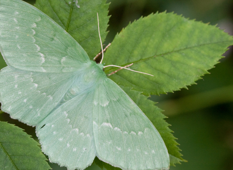 A large emerald moth resting on a leaf