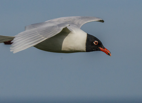 An adult Mediterranean gull in summer plumage glides through the sky, showing its white wing tips, black hood and bright red beak