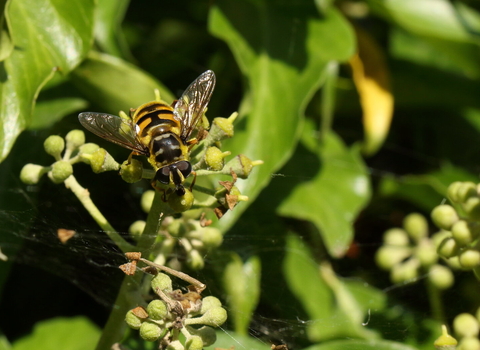 A Batman hoverfly perched on an ivy stalk. It's a yellow hoverfly with black markings, including a marking on the thorax in the shape of the Batman logo