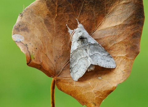 A pale tussock moth rests on a dead leaf, its fluffy legs held out in front of its body.