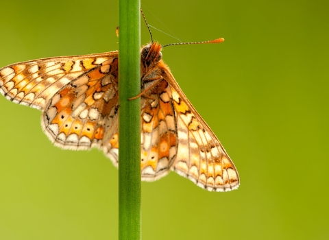 marsh fritillary