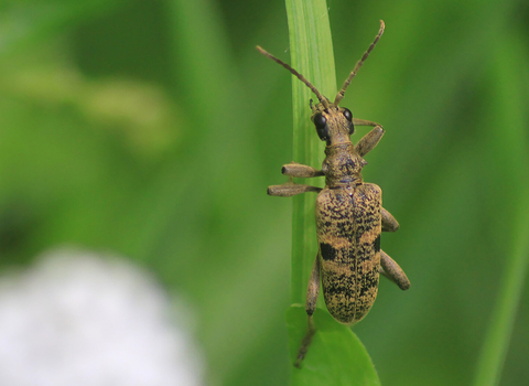 A black-spotted longhorn beetle clinging to a leaf