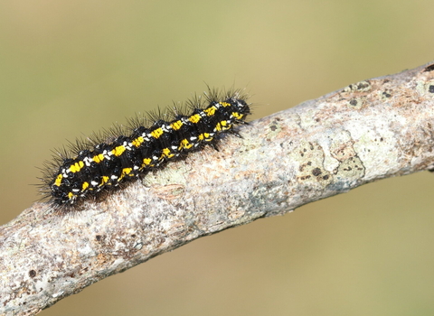 A scarlet tiger caterpillar, black with yellow stripes, crawling across a tree branch