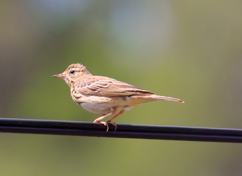 A tree pipit perched on a wire