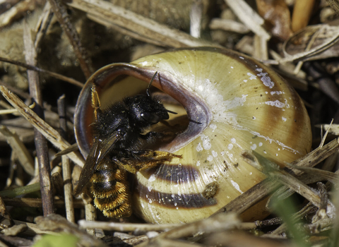 A red-tailed mason bee entering her nest in an empty snail shell. She is a small, slim black bee with a fuzzy orange abdomen