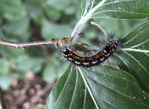 The caterpillar of a yellow-tail moth, feeding on leaves