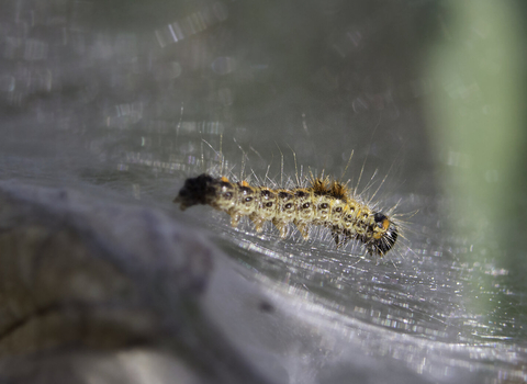 A very young brown-tail moth caterpillar on the silk web in which they live communally